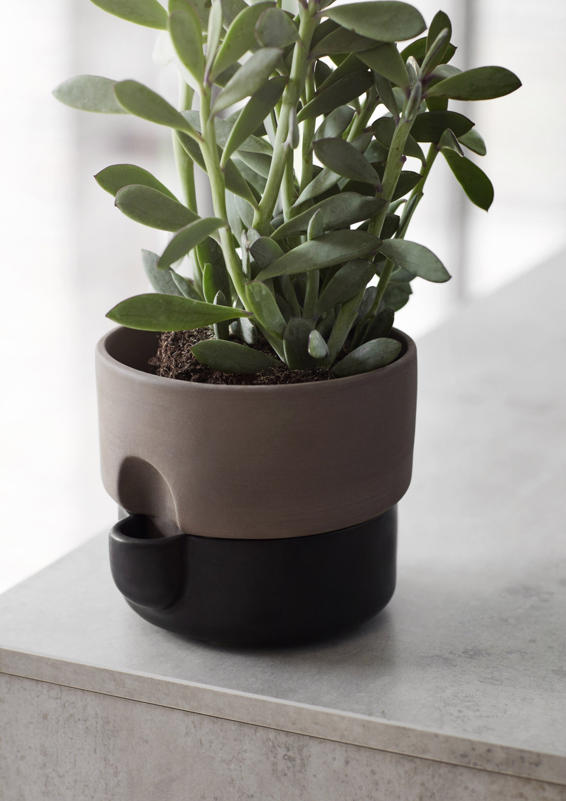 oasis for plant pots Northern Oasis Planter – Luminesy